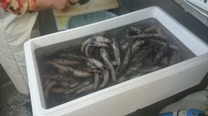 DSC_0796　めひかり一色漁港20150609